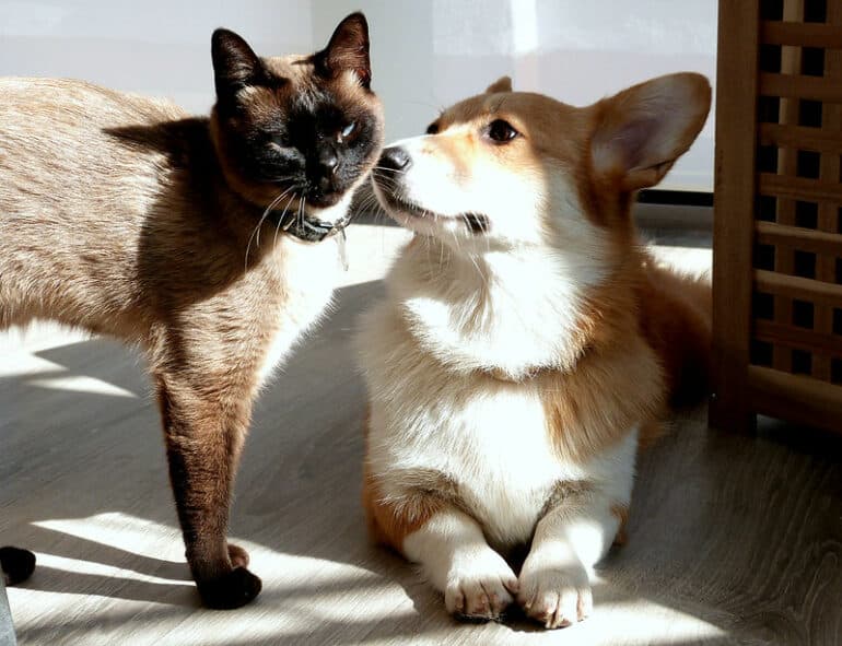 Hund och Katt